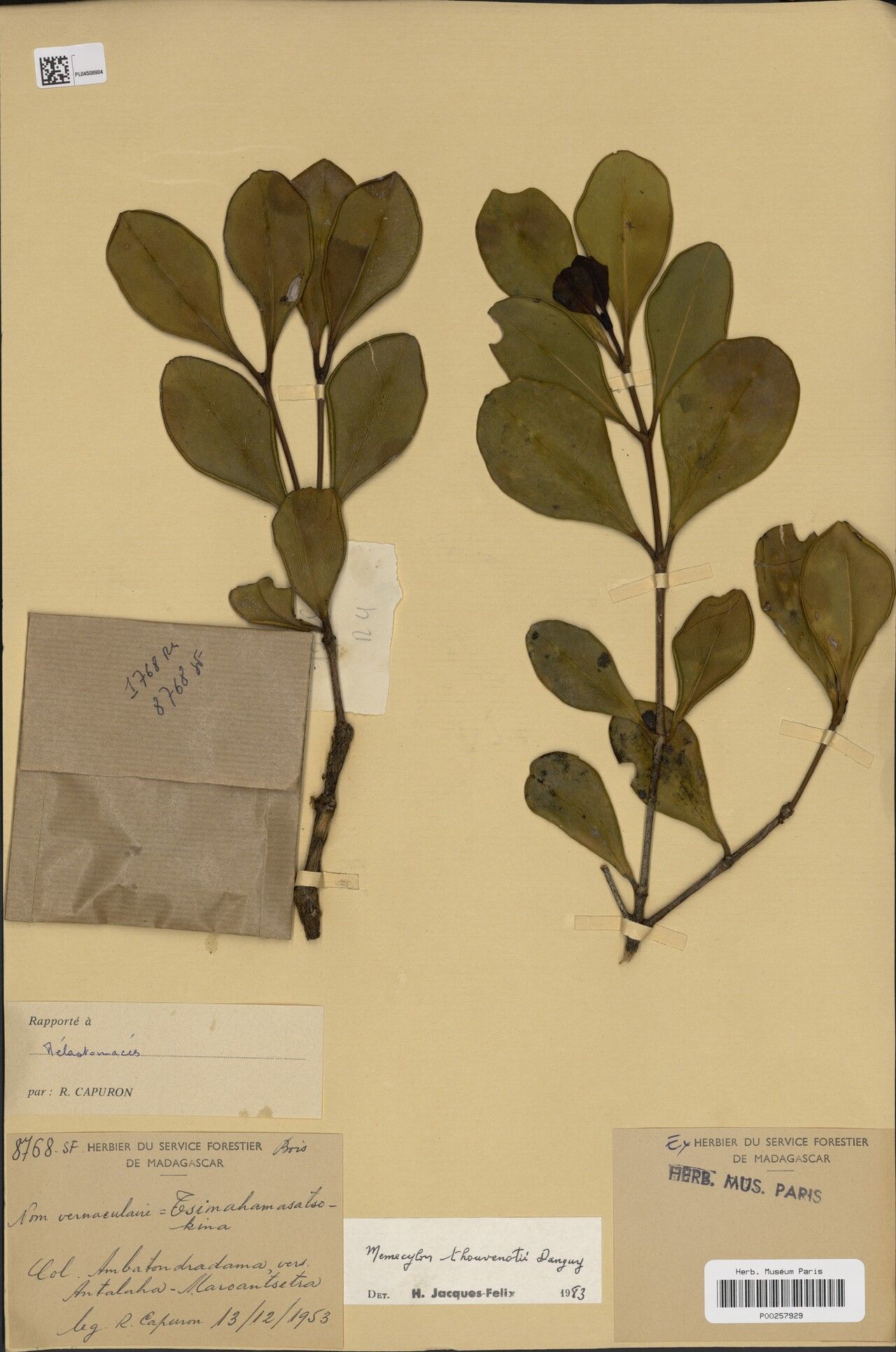 Memecylon thouvenotii — houseplant care guide