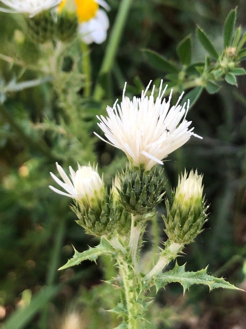 Carduus bourgaeanus flower