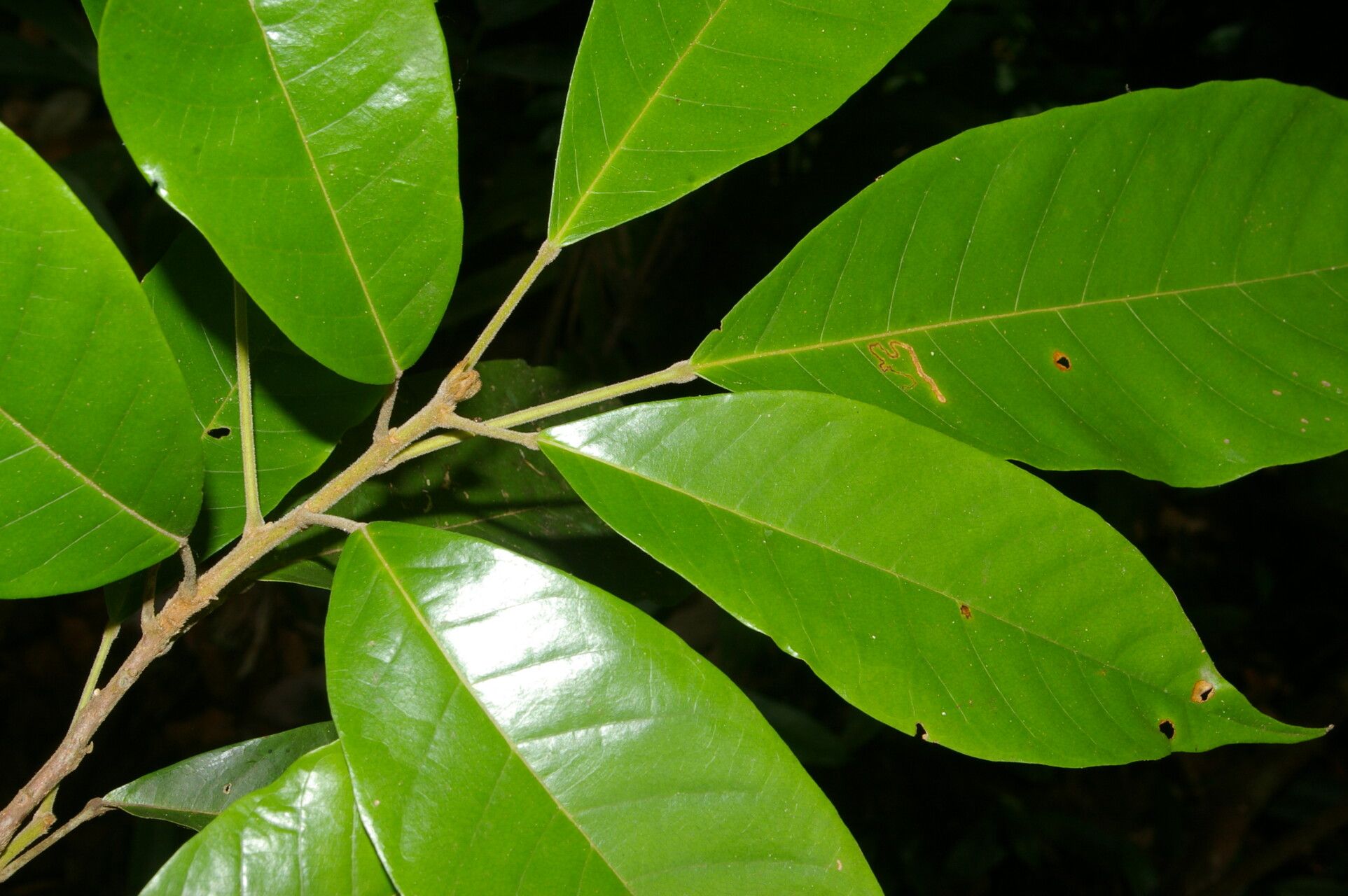 Sloanea brachytepala — related species from the same genus