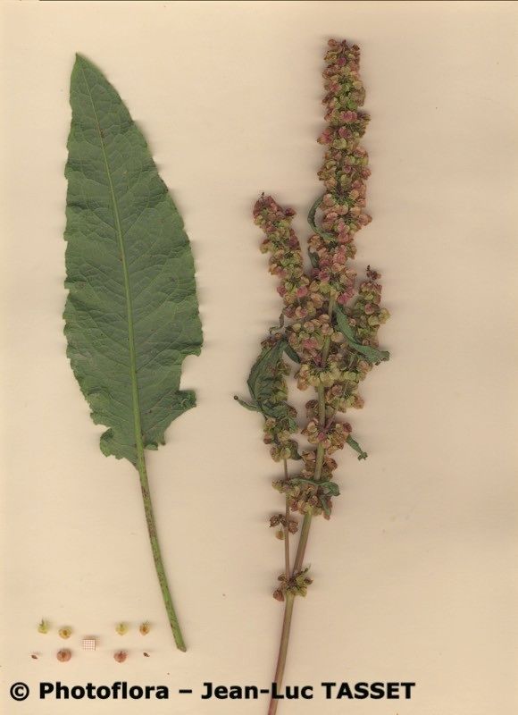 Rumex × propinquus habit