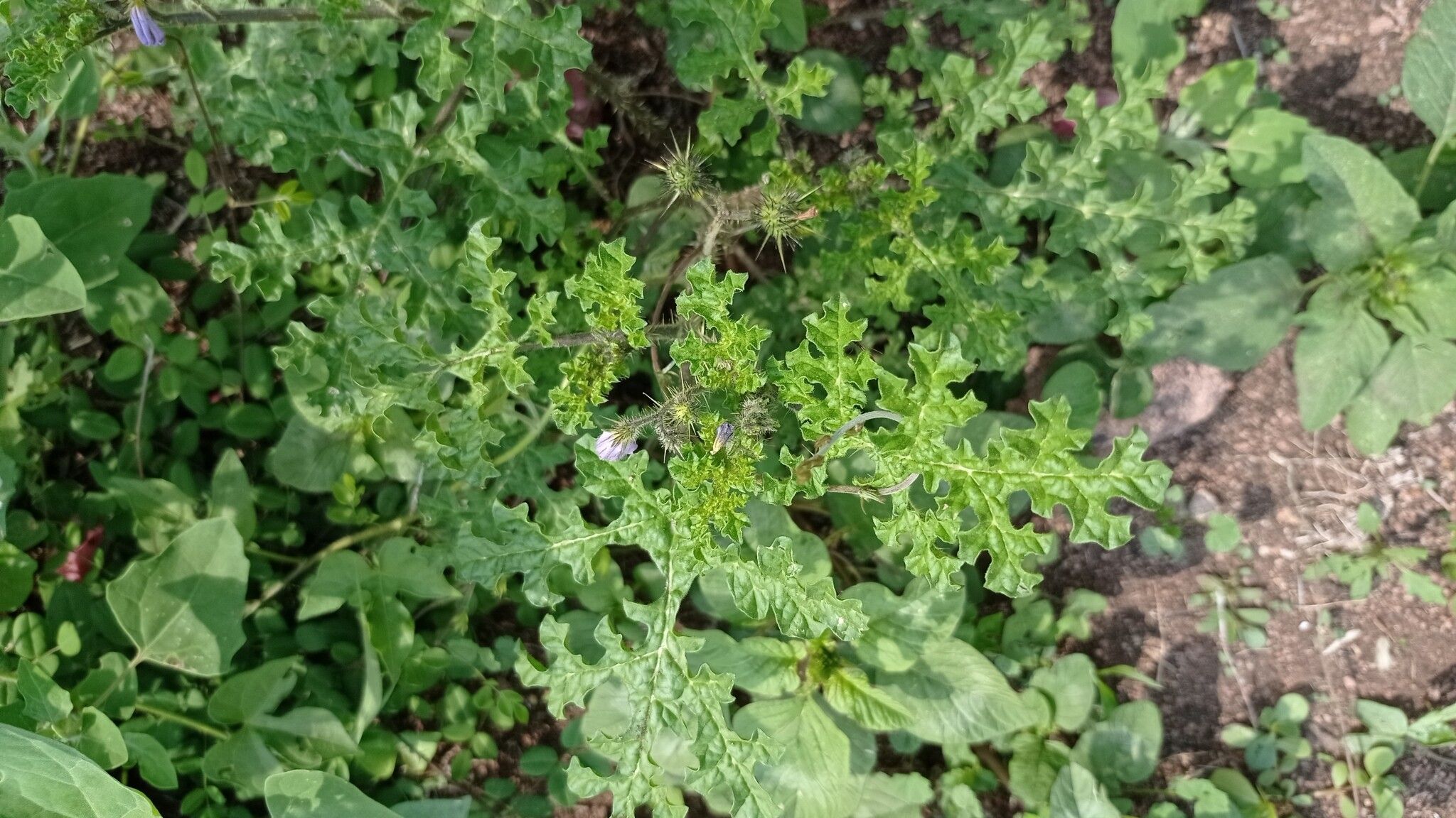 Solanum tribulosum — houseplant care guide