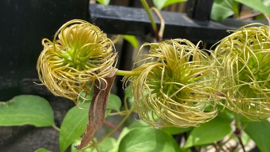 Clematis lasiantha flower