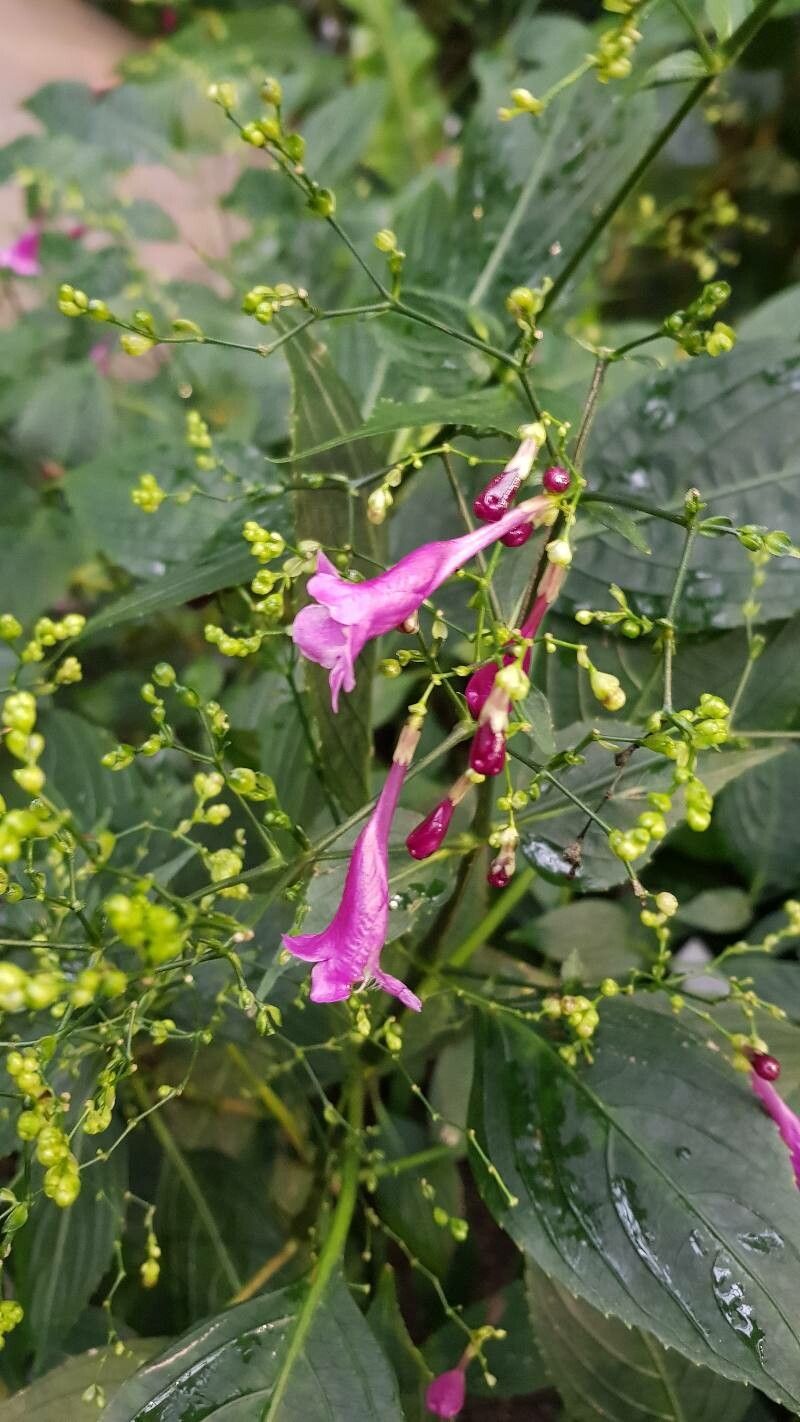 Strobilanthes cystolithigera flower