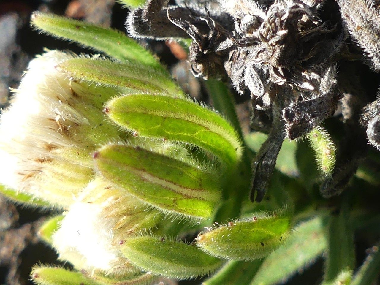 Psiadia callocephala leaf