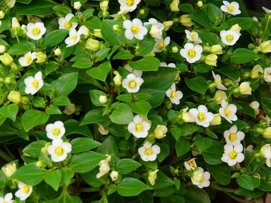 Exacum affine flower
