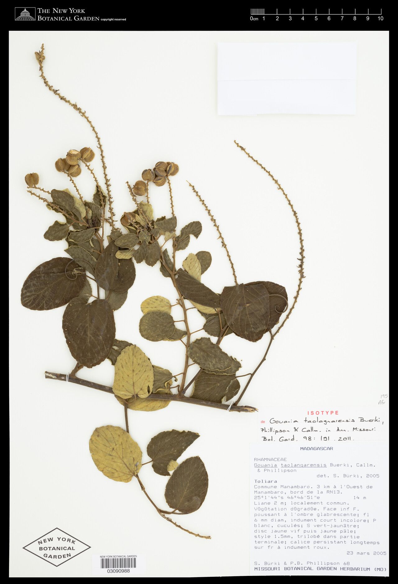 Gouania taolagnarensis — search result for 'Gouania'