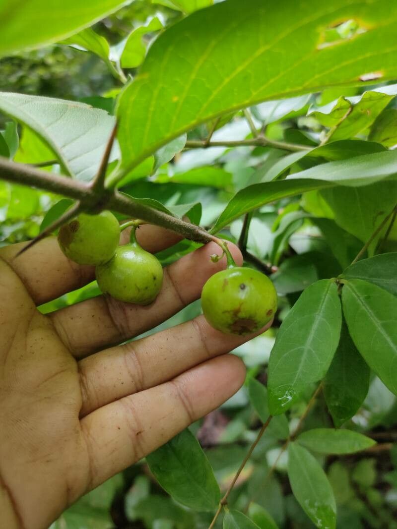 Quisqualis indica fruit