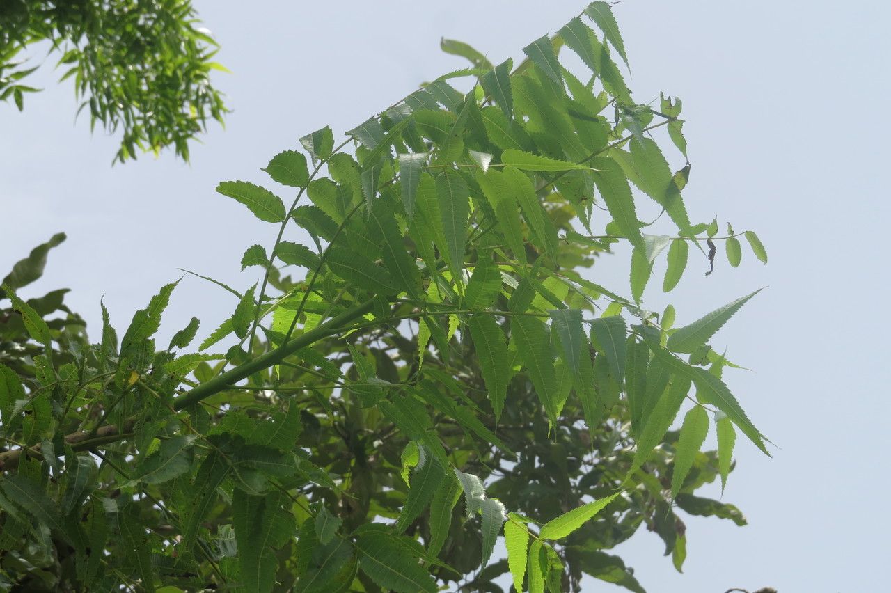 Boswellia dalzielii habit