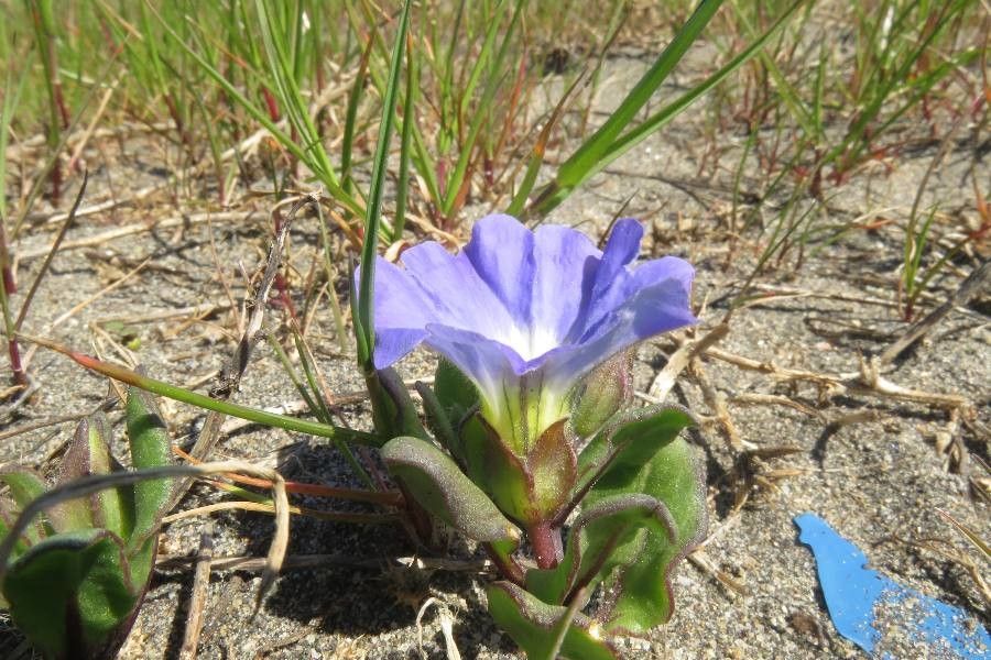 Nolana paradoxa other