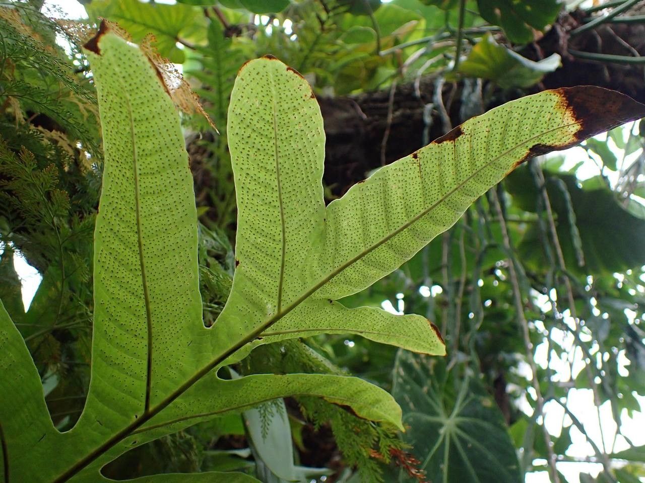 Drynaria heracleum — search result for 'Heracleum'