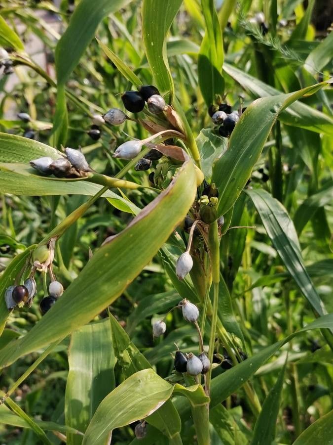 Coix lacryma-jobi fruit