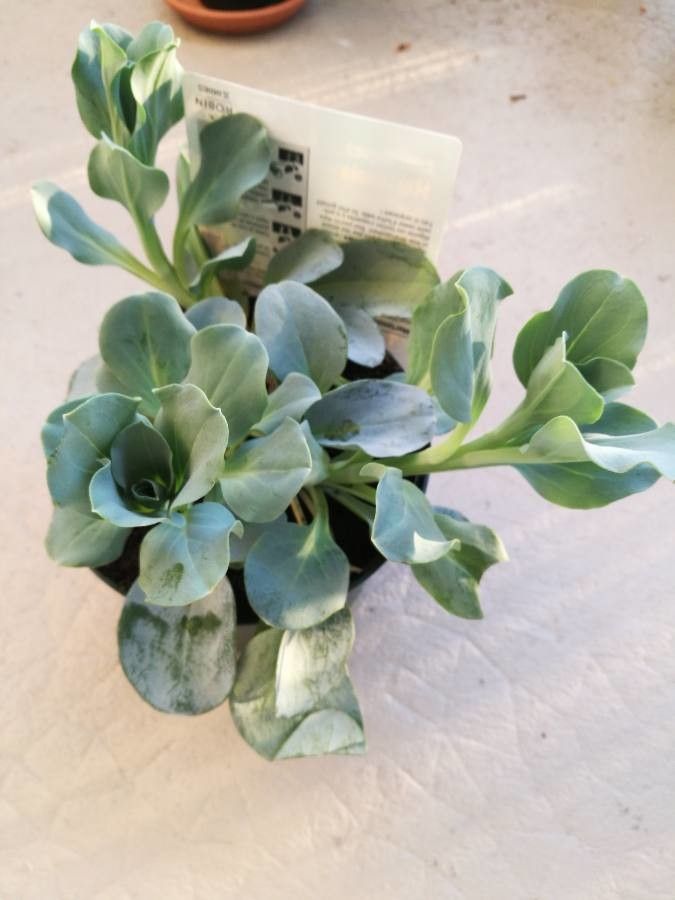 Mertensia maritima leaf