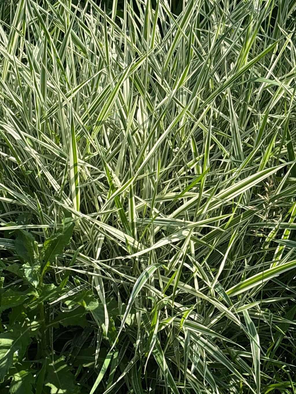 Carex albula — houseplant care guide