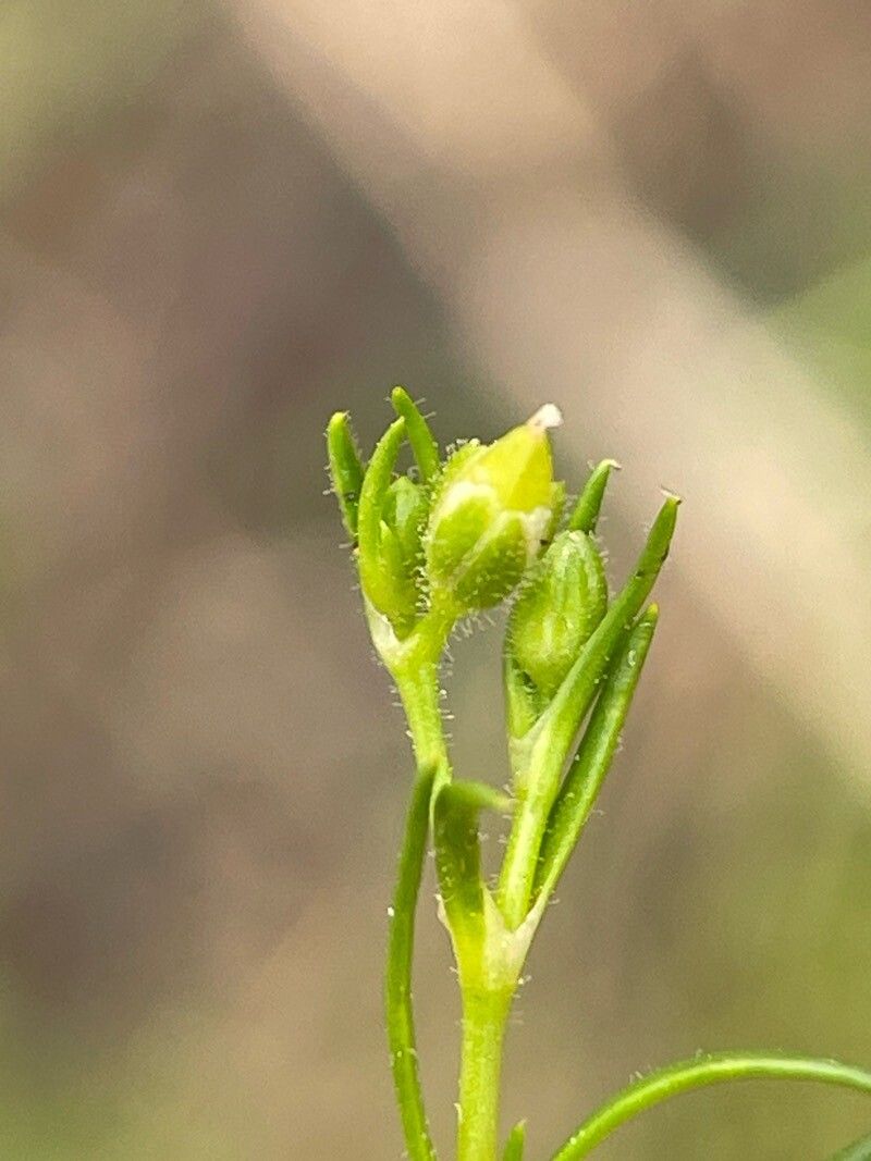 Sagina subulata fruit