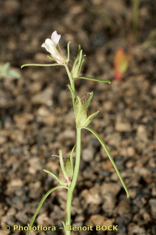 Misopates salvagense — related species from the same genus