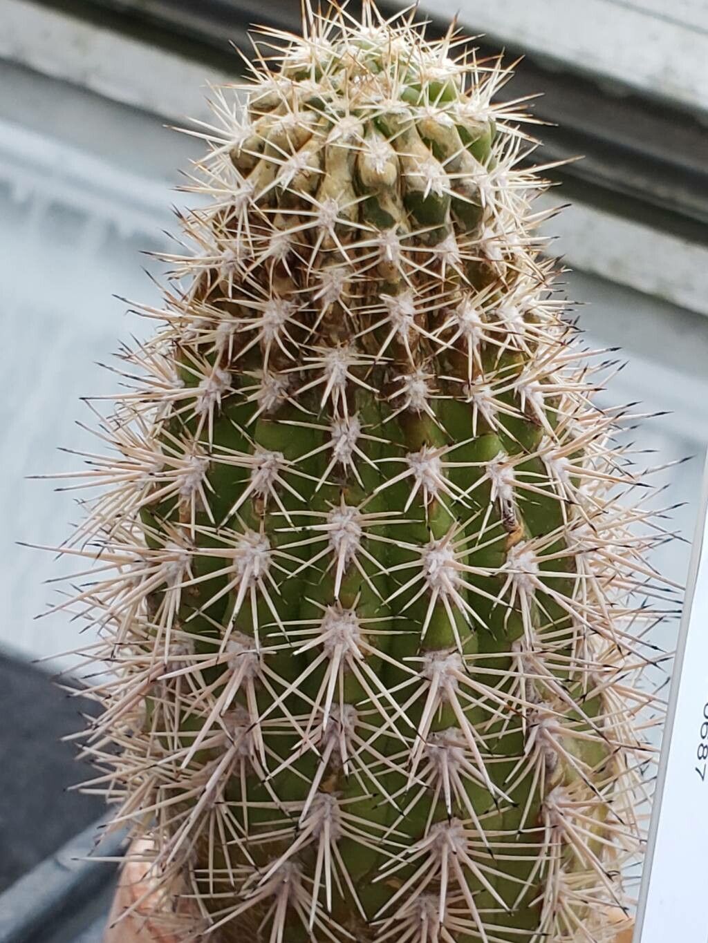 Acanthocalycium thionanthum — search result for 'Echinopsis'