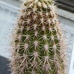 Acanthocalycium thionanthum