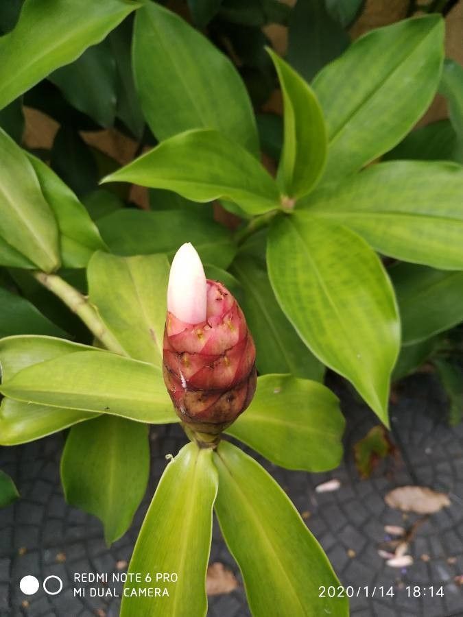 Costus spiralis — search result for 'Costaceae'