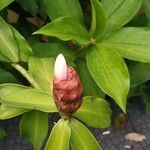 Costus spiralis