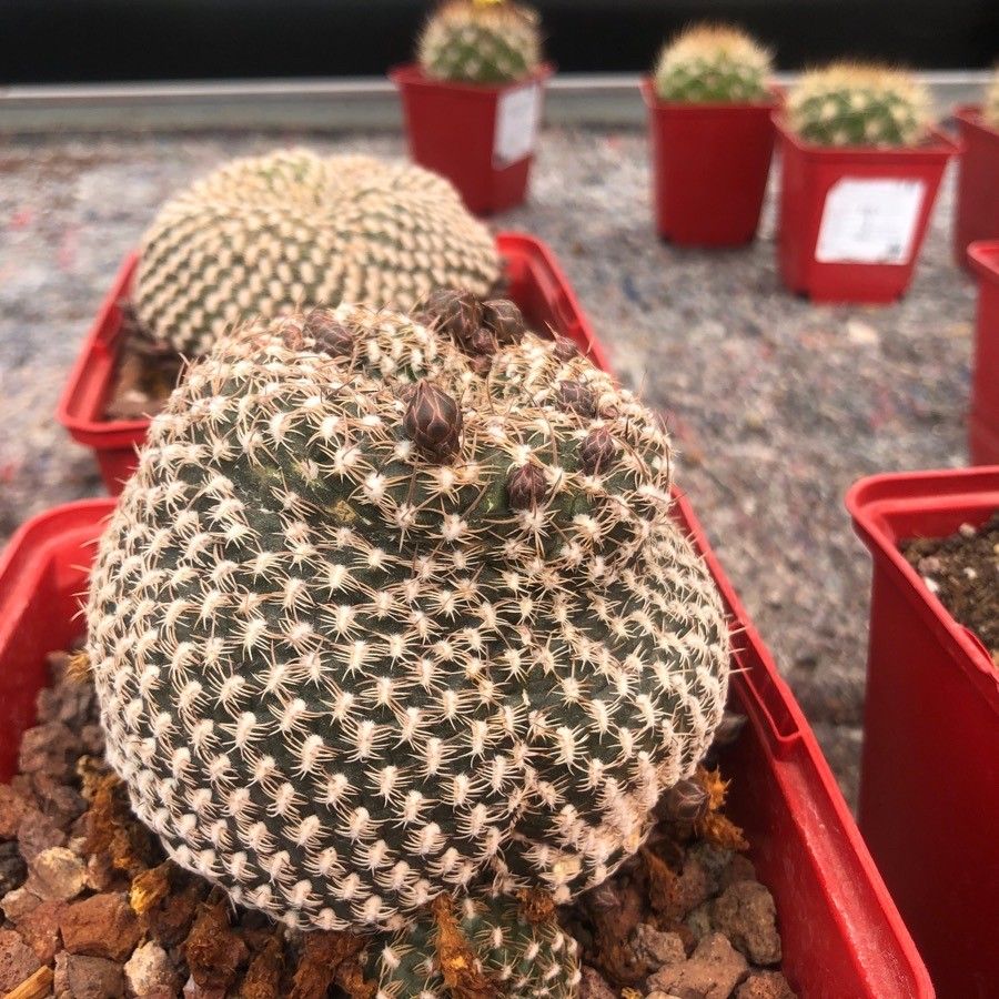 Sulcorebutia arenacea — houseplant care guide