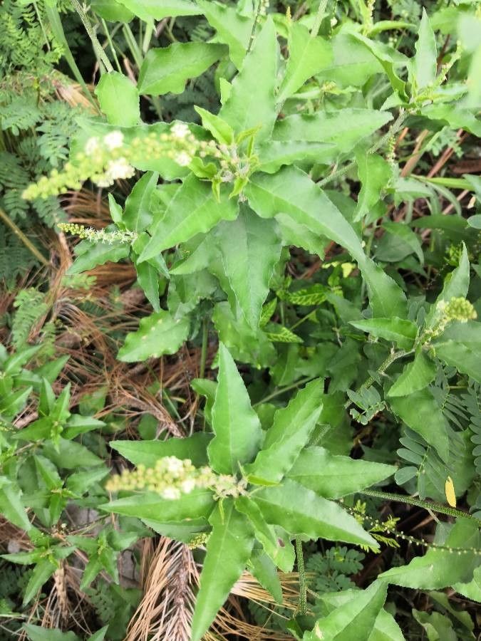 Croton bonplandianus — search result for 'Paraguay'