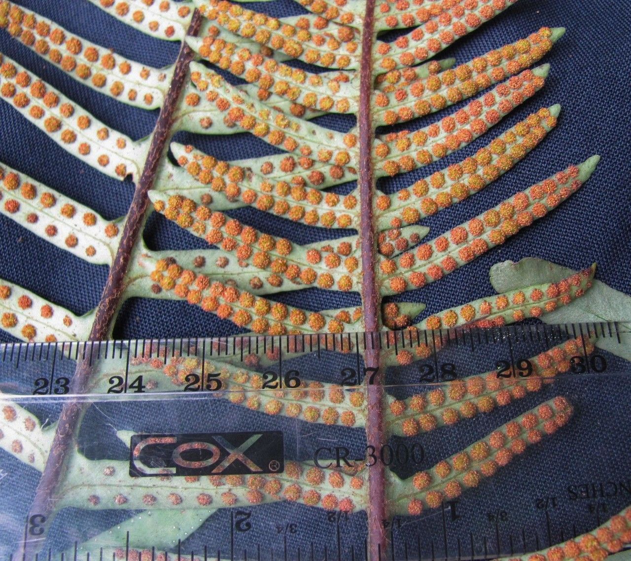 Pleopeltis remota other