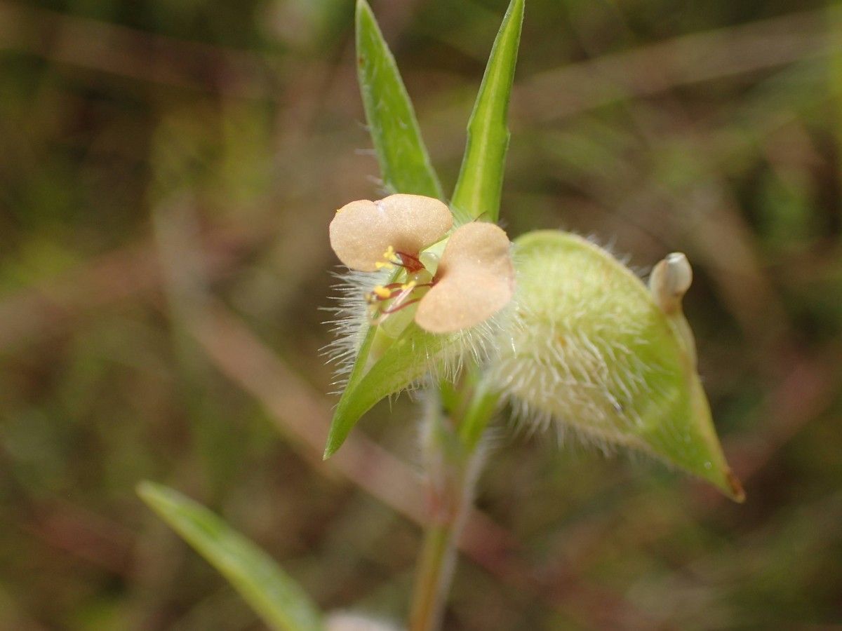 Commelina nigritana flower
