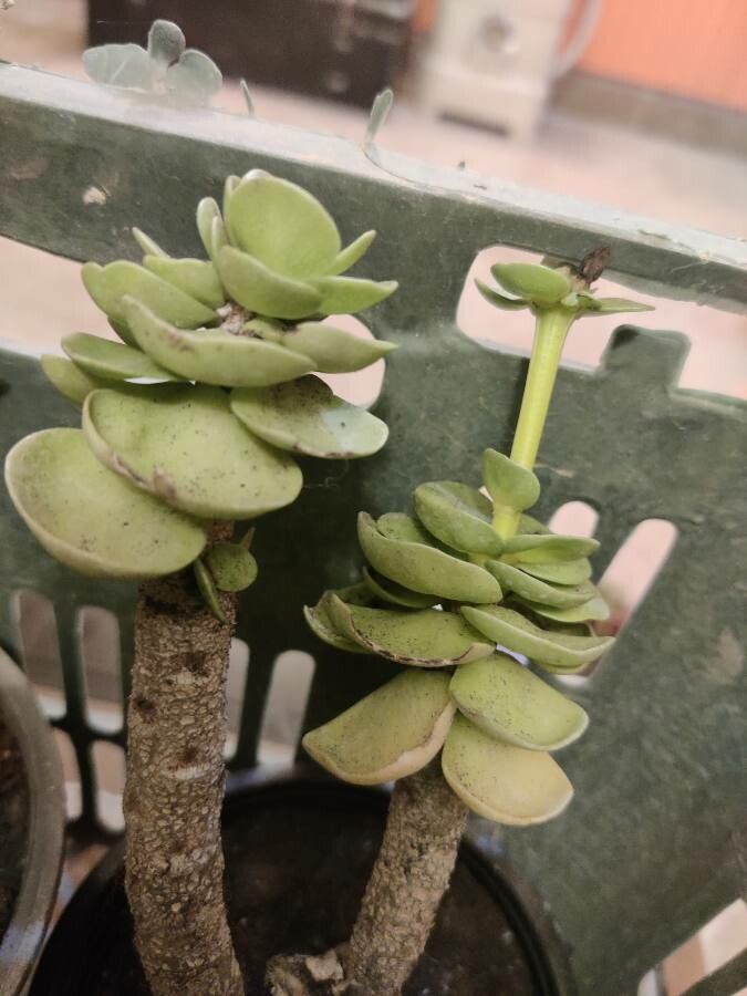 Portulaca molokiniensis bark