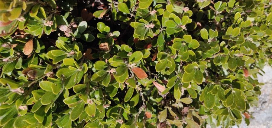 Arctostaphylos uva-ursi — salt tolerant houseplant
