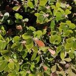 Arctostaphylos uva-ursi
