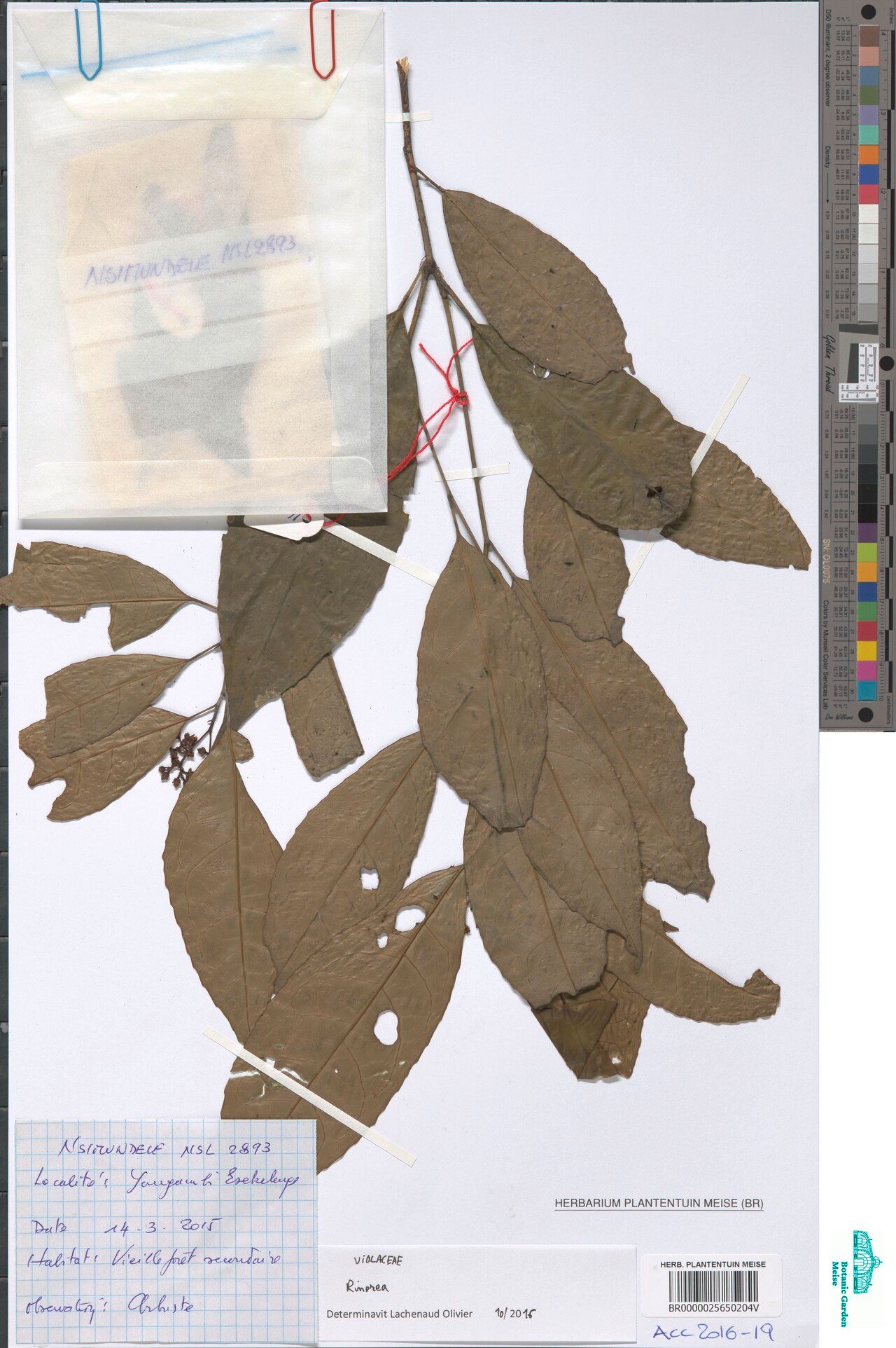 Rinorea cerasifolia other