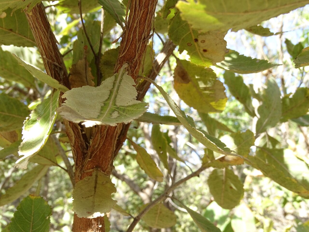 Combretum glutinosum bark