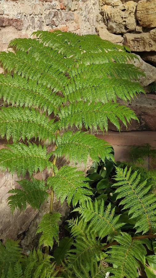 Cyathea pallescens — houseplant care guide