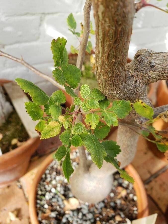 Bursera filicifolia — search result for 'Bursera'