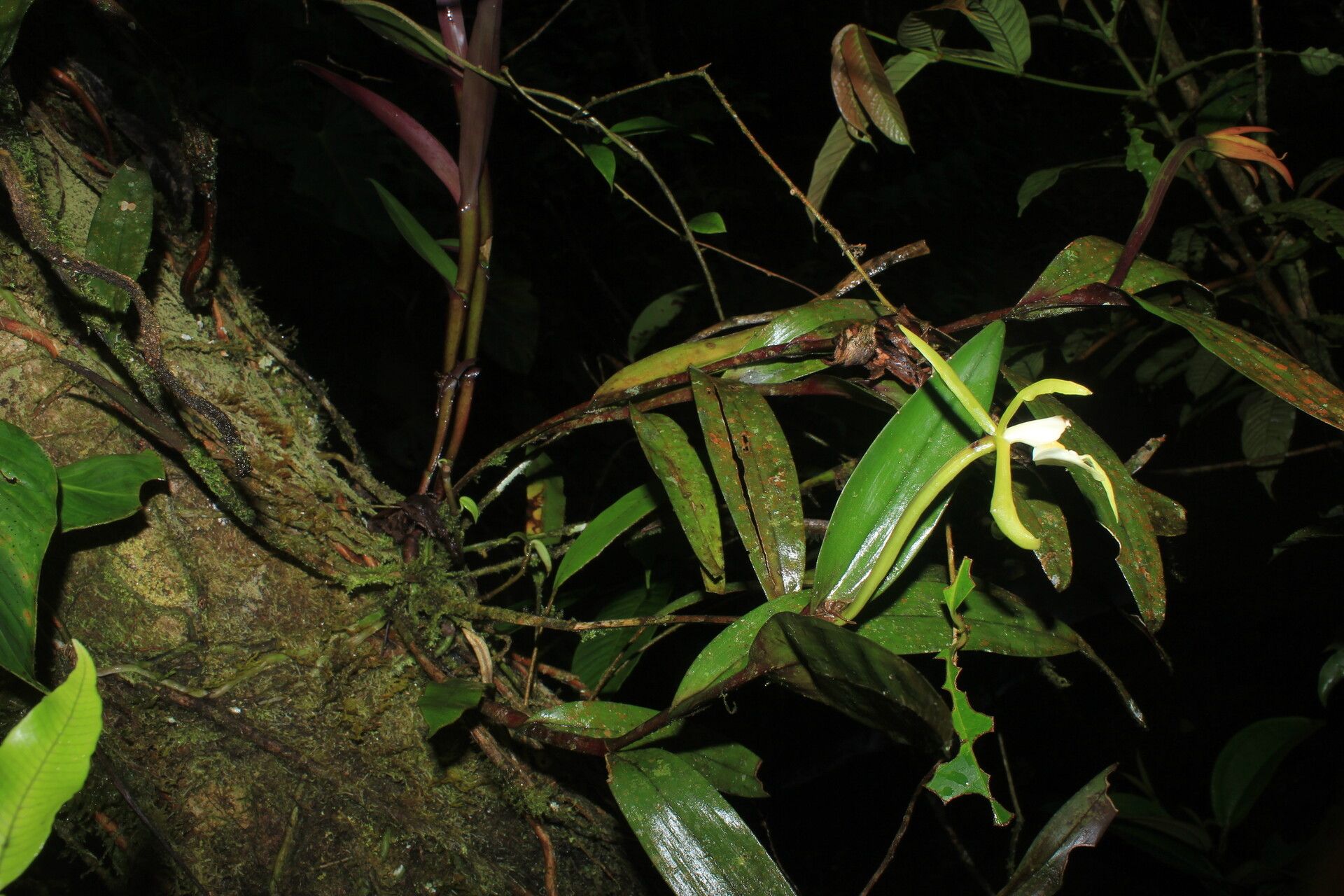 Epidendrum carpophorum habit