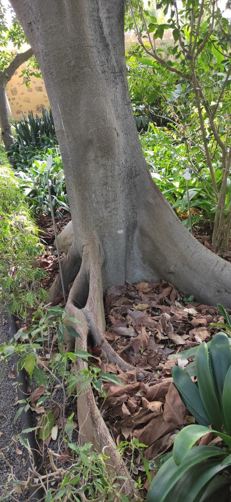 Ficus wildemaniana bark
