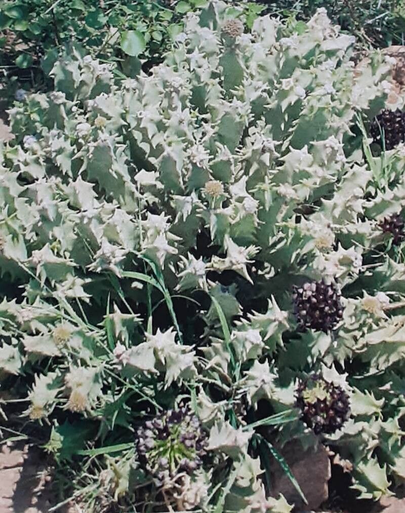 Desmidorchis edithae habit