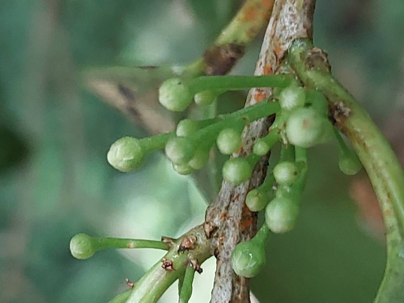 Erythroxylum ferrugineum flower