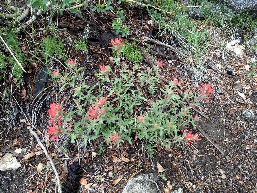 Castilleja subinclusa habit