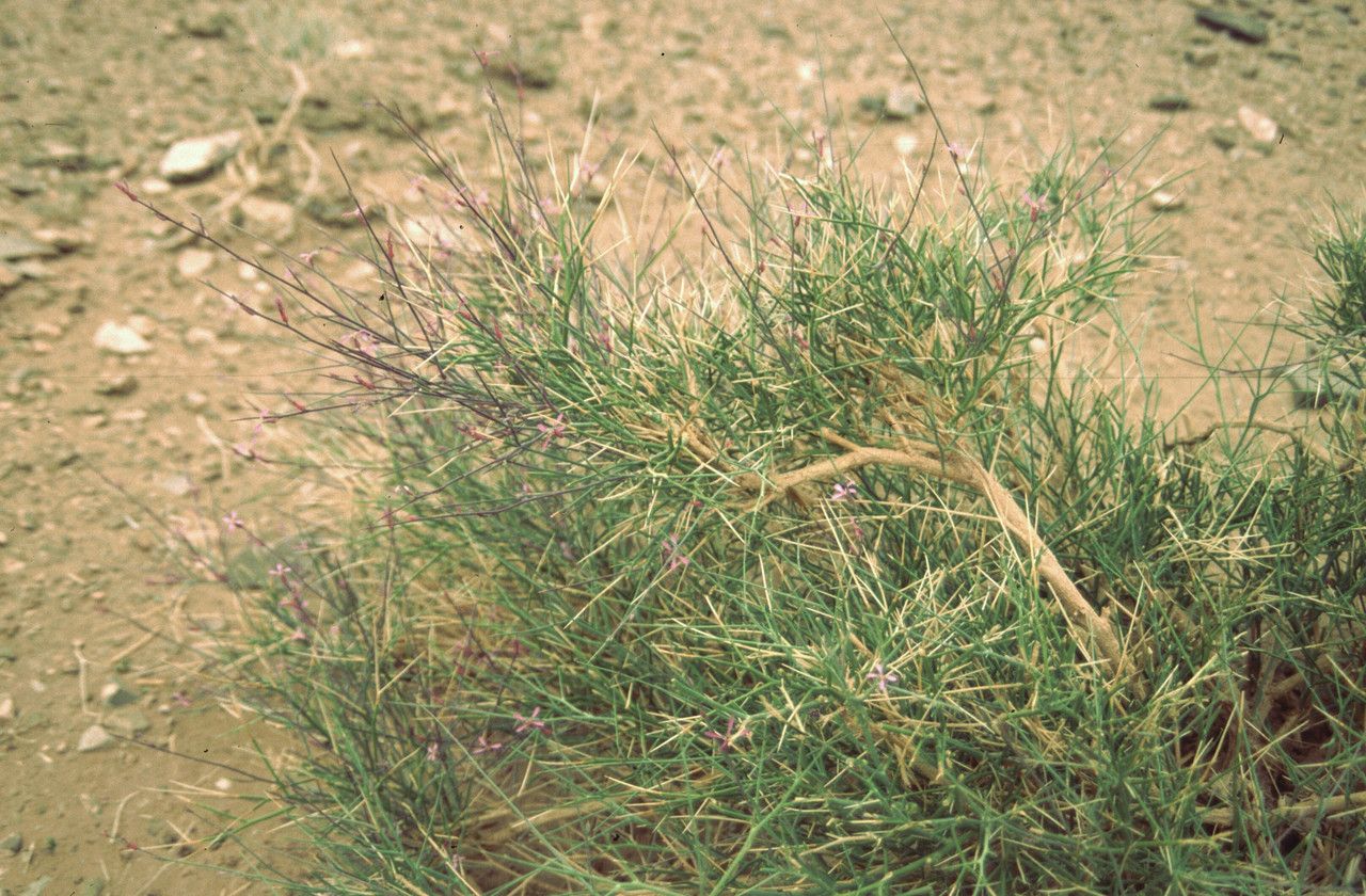 Foleyola billotii — search result for 'Mauritania'