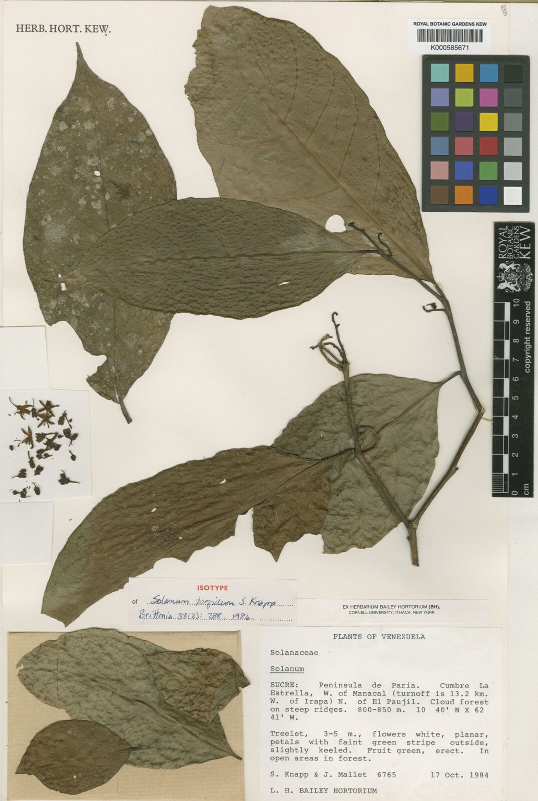 Solanum turgidum — houseplant care guide