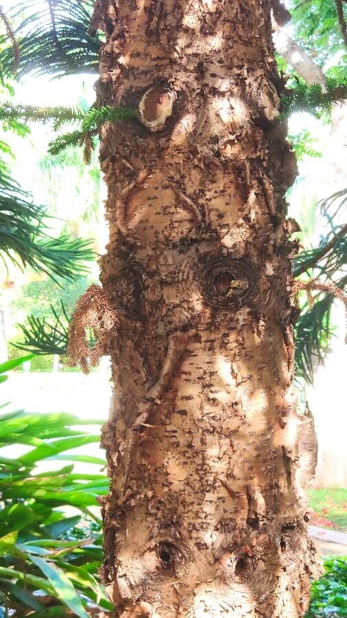 Araucaria nemorosa bark