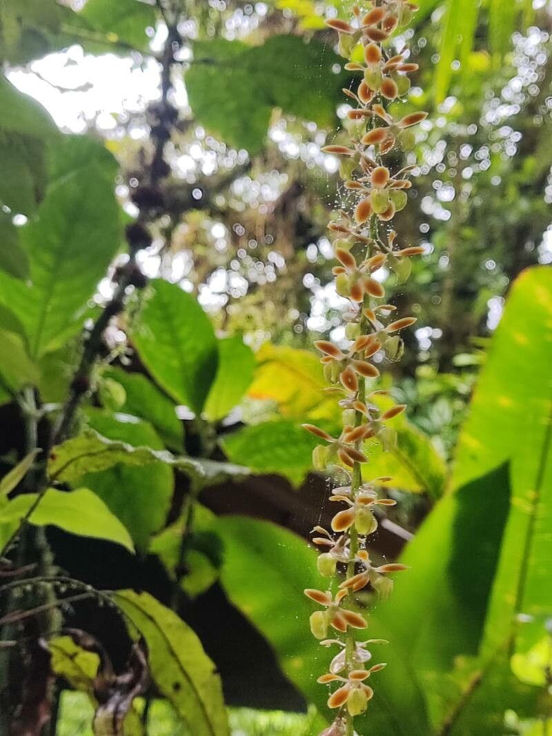 Epidendrum polyanthum flower