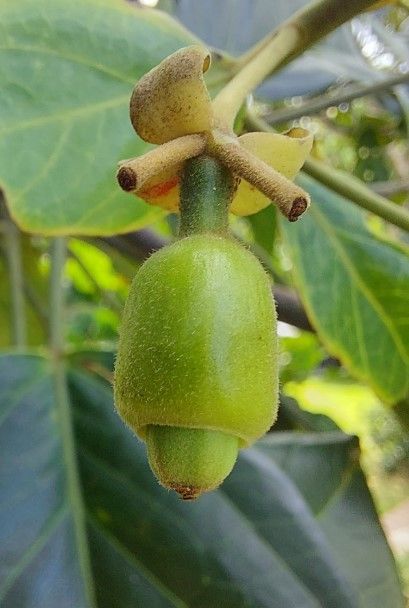 Hernandia cordigera fruit