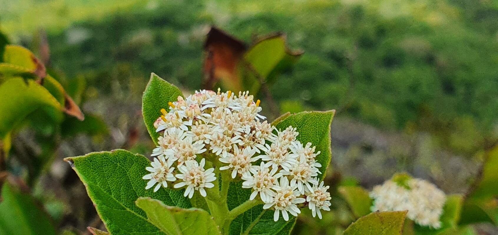 Psiadia pascalii — houseplant care guide