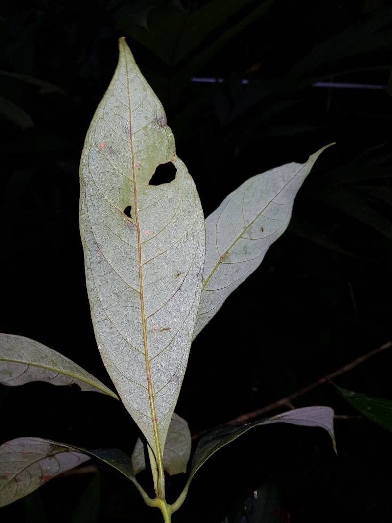 Persea silvatica — search result for 'Persea'