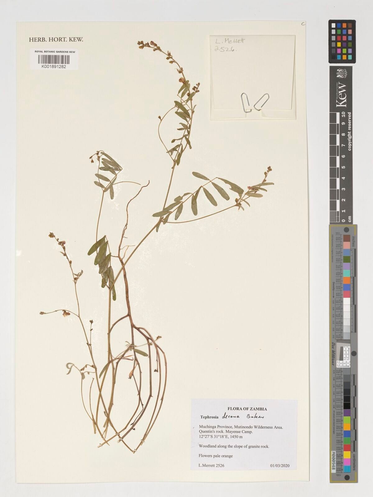 Tephrosia decora — search result for 'Tephrosia'