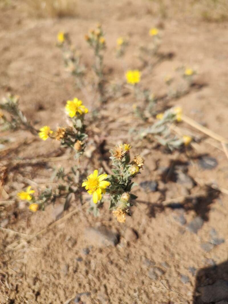 Machaeranthera gracilis flower