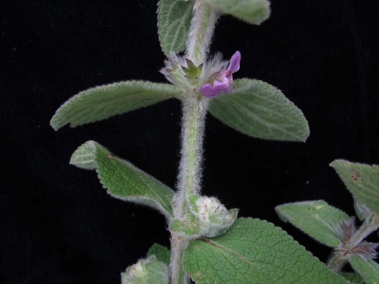 Stachys rigida habit