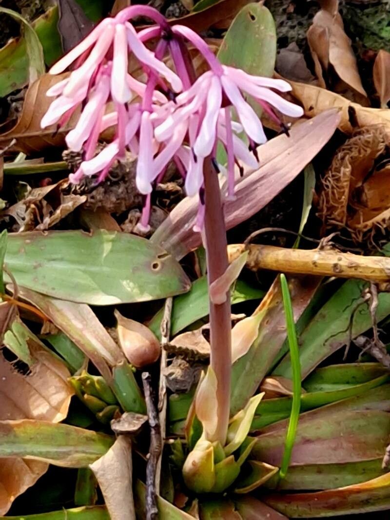 Helonias orientalis flower